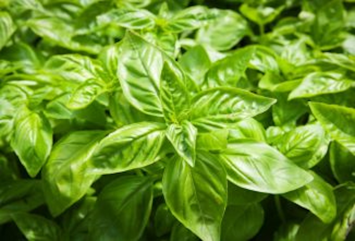 Growing Sweet Basil: Don’t Let Good Basil Go Bad